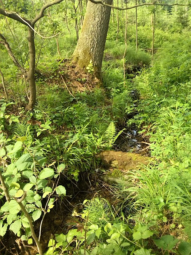 studánka U Katrštejna (6986)