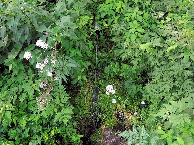 studánka bez jména (7252)