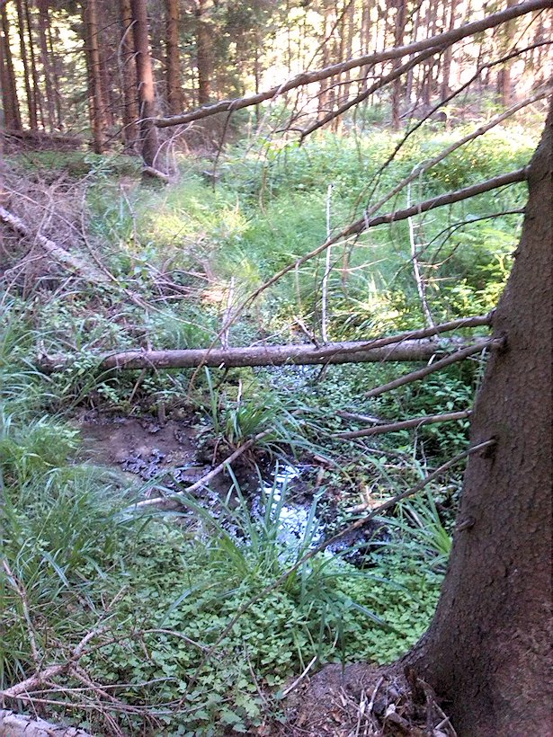 Křivolické prameniště (7274)
