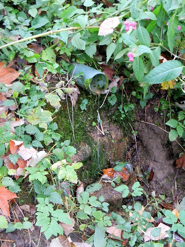 studánka bez jména (7497)
