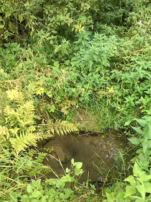 studánka Pod garáží (7546)