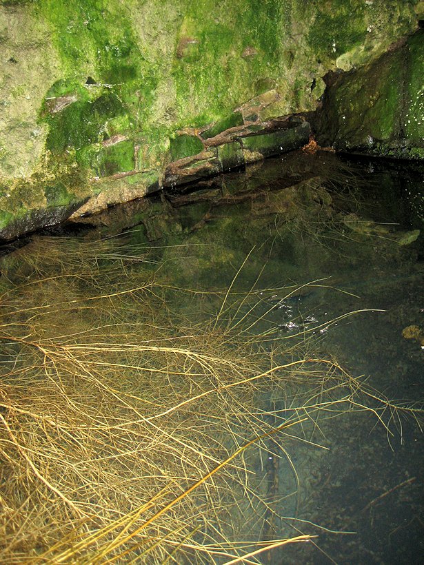 studánka bez jména (7707)