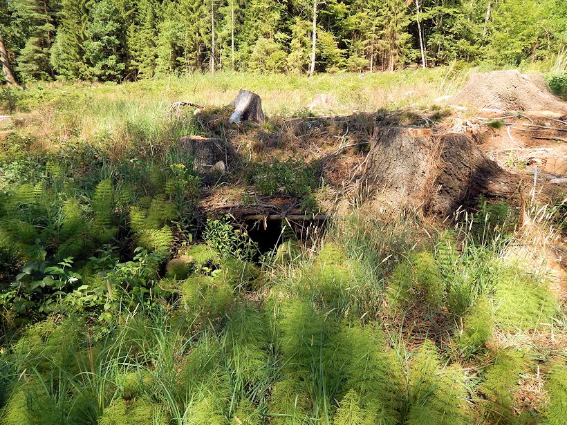 studánka Pod smrkem (7728)