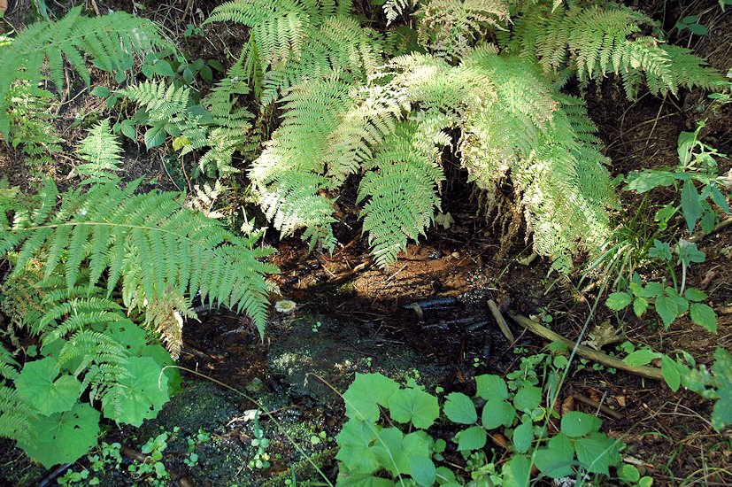 studánka Pod Javorníkem (7737)