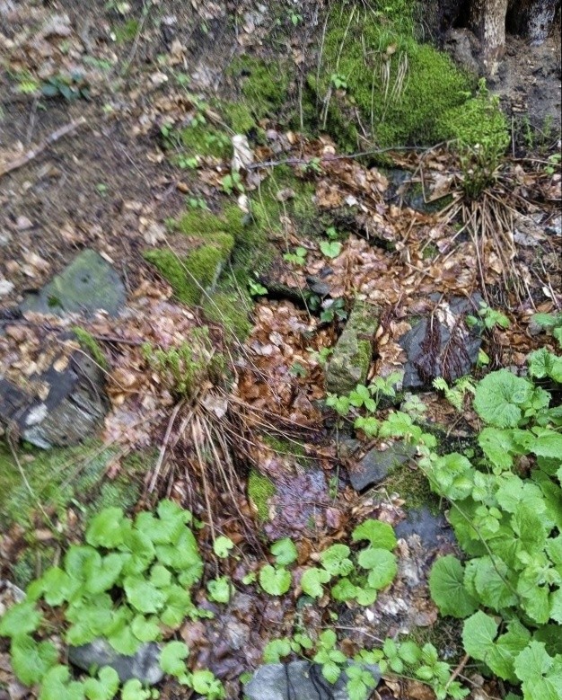 studánka Na Švagrově (7785)