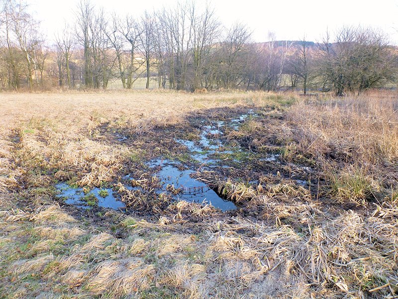 prameniště V mokřinách (8035)