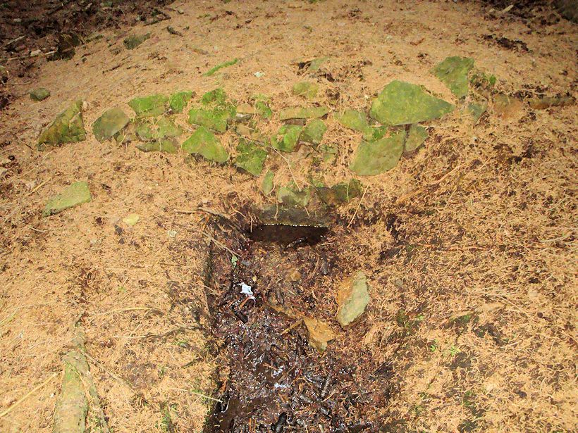 studánka U Pstruhovce (8098)