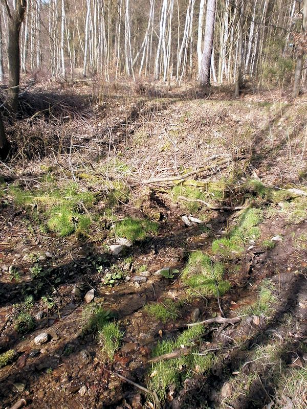 prameniště pramen Divokého potoka (8198)