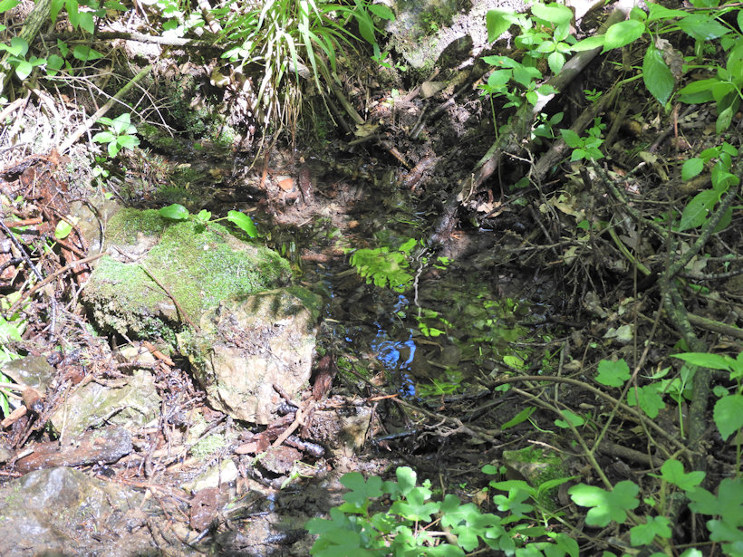 studánka Pod Skalou (8337)