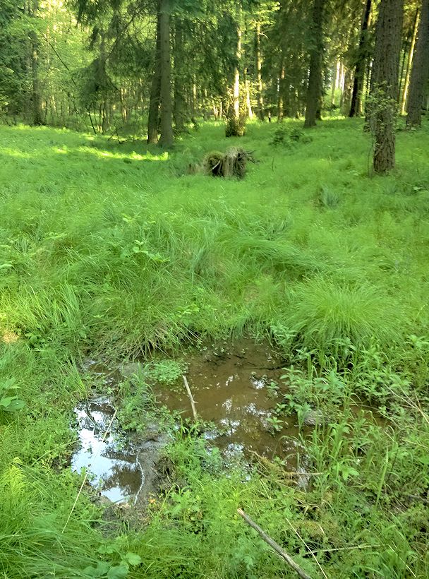 prameniště Svitava (8344)