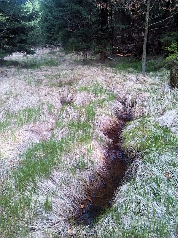 pramen Nad Novovaldeckým (8354)