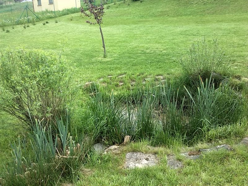 studánka U silnice (8438)