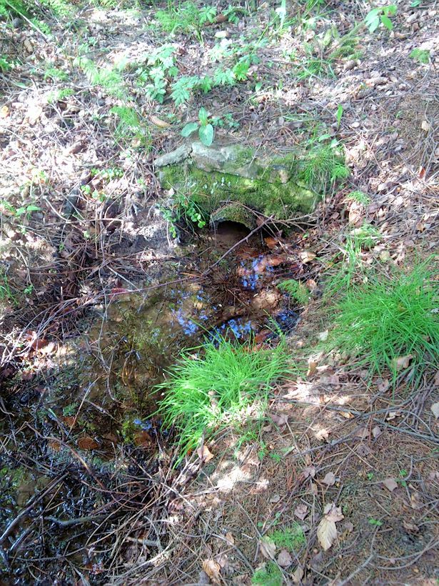 studánka U Žebrácké boudy (8479)