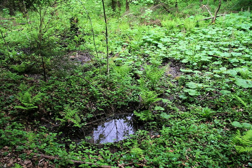 prameniště Humenčiska (8496)