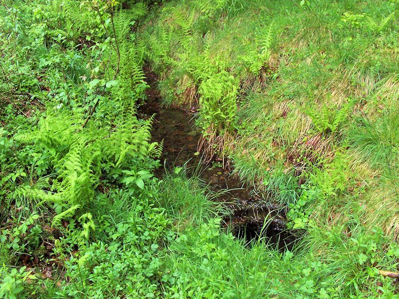 studánka U samoty (8649)