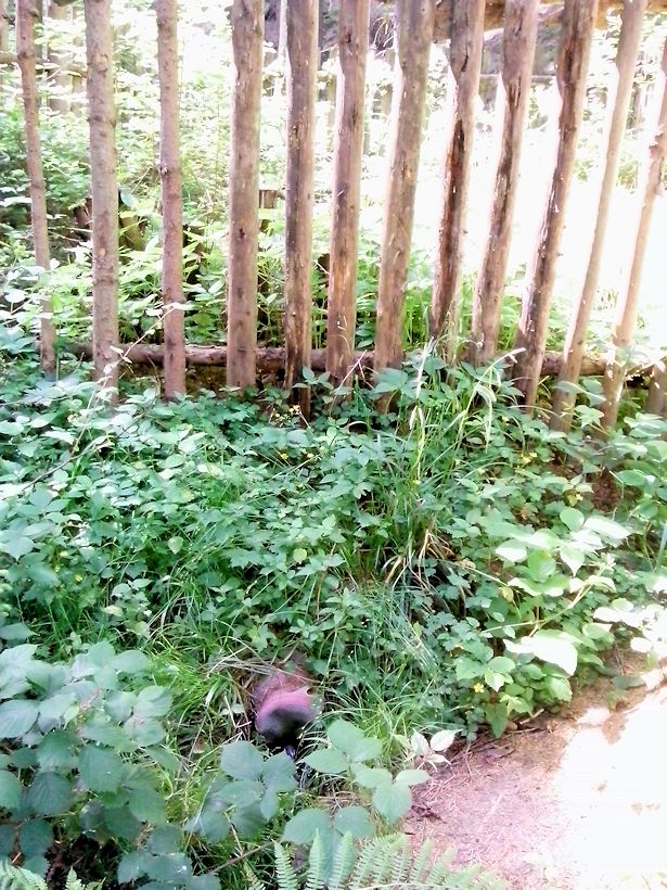 Maršovská studánka (8706)