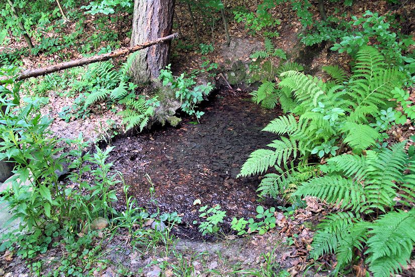 studánka Za Gabrielkou (8794)