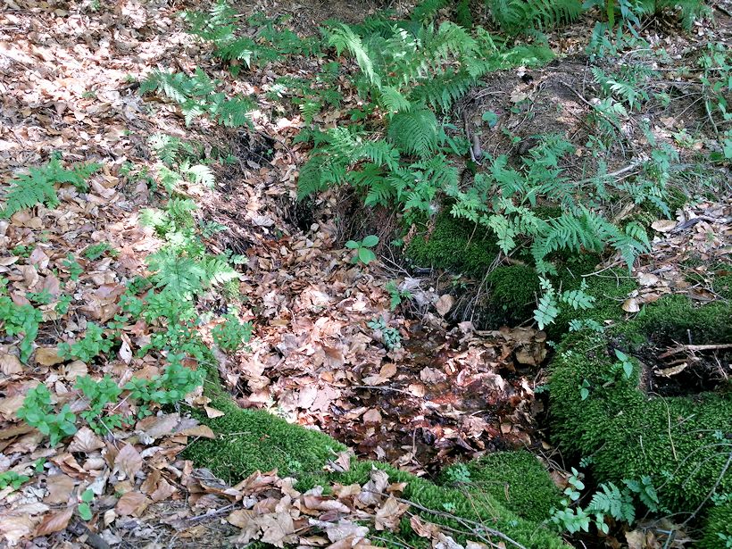 studánka bez jména (8797)