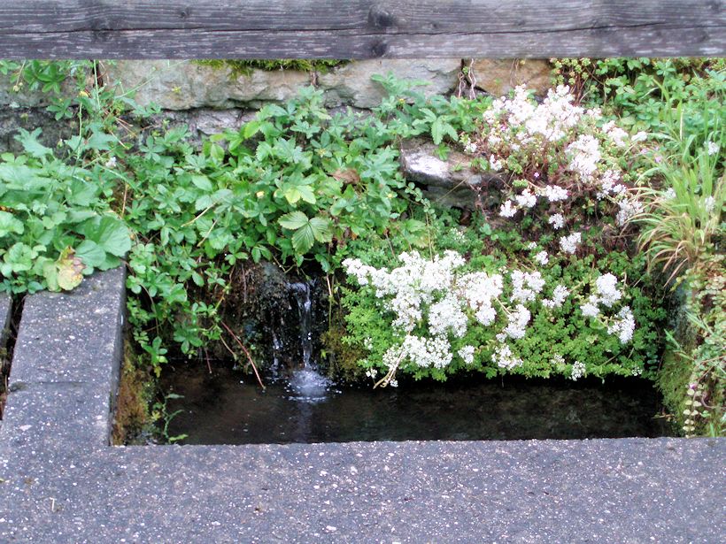 studánka Menší haltýř (8816)