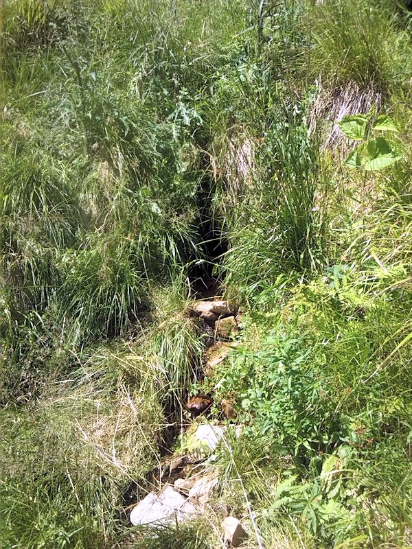 studánka Pod Malým Sněžníkem (8901)