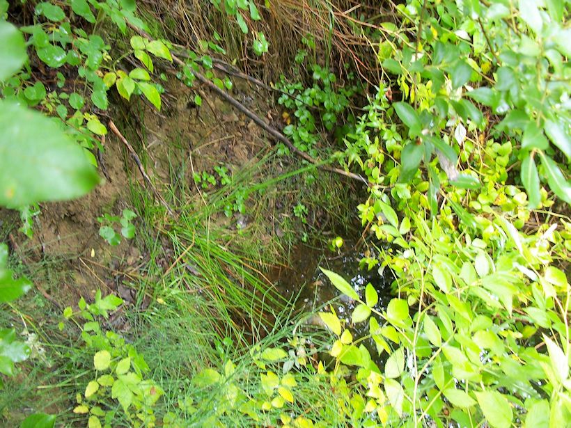 studánka U vodopádu (8930)