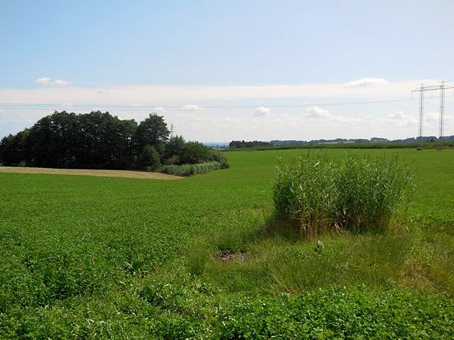 pramen Licibořický potok (8954)