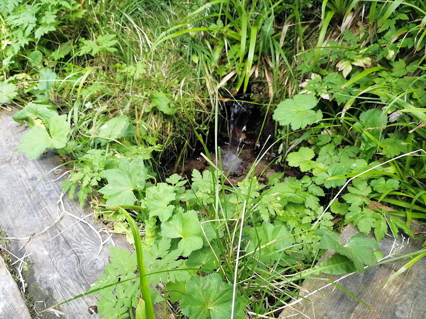 studánka U Růžové boudy (10267)