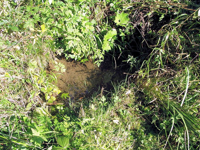 studánka Pod smutnou jedlí (10333)