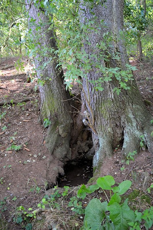 studánka Pod smrky (10358)