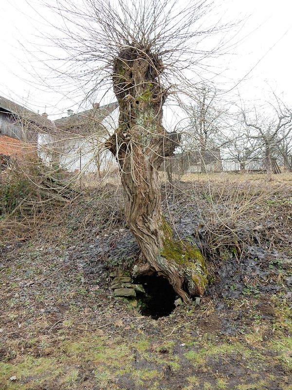 studánka Pod vrbou (10476)