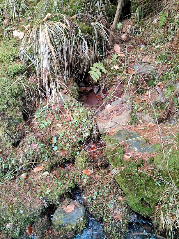 studánka Evkina vlčí voda a bludná hůl (10490) studánka Evkina vlčí voda a bludná hůl (10490)