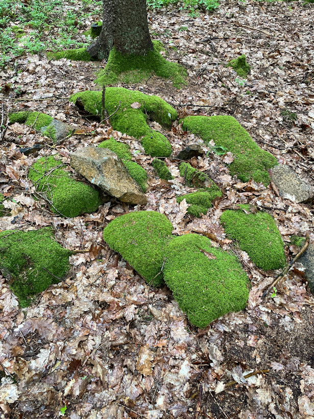 studánka Myštice (9099)
