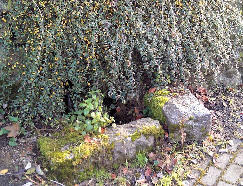 studánka bez jména (9272)
