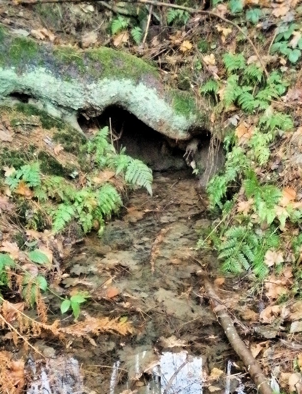 studánka Pod smrkem (9347)