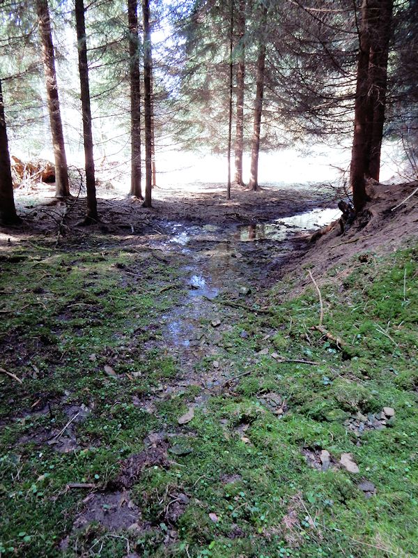 prameniště Mezi žleby (9570)