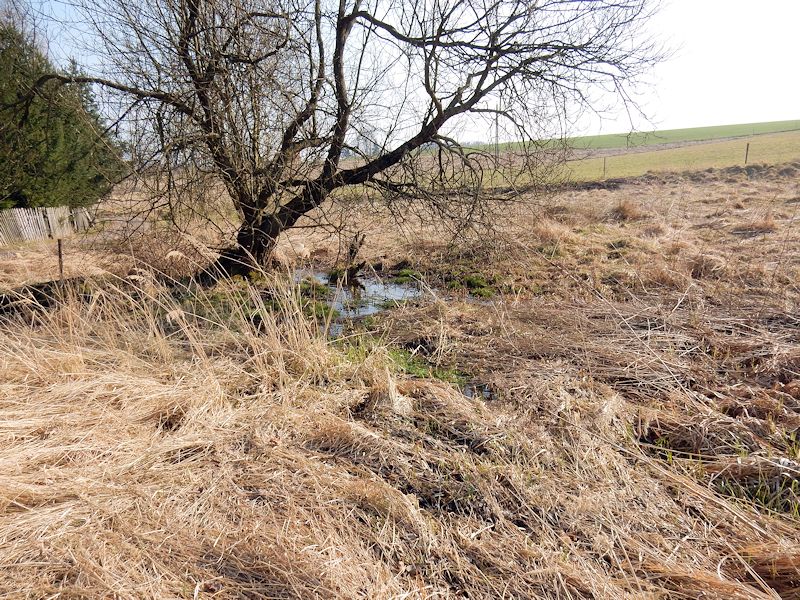 prameniště Pod Hvězdou (9587)