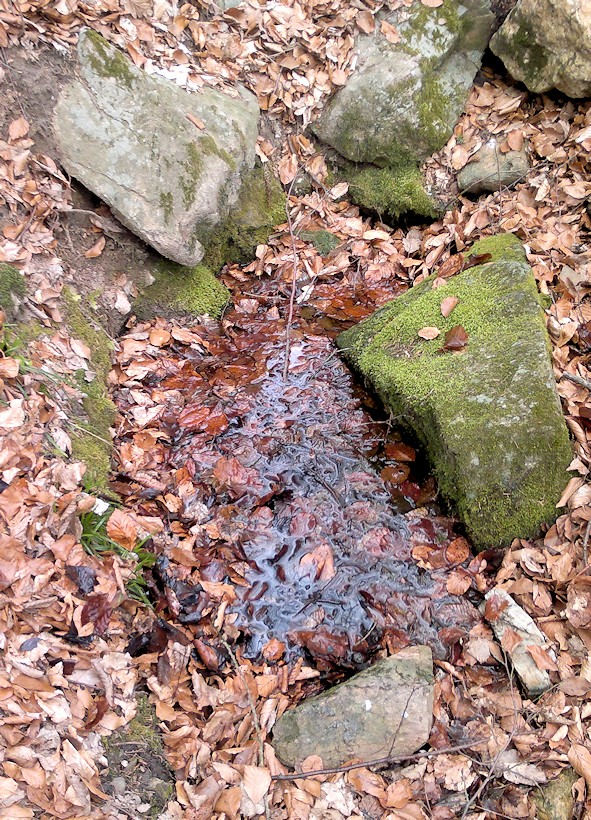 studánka V Kameníčku (9634)