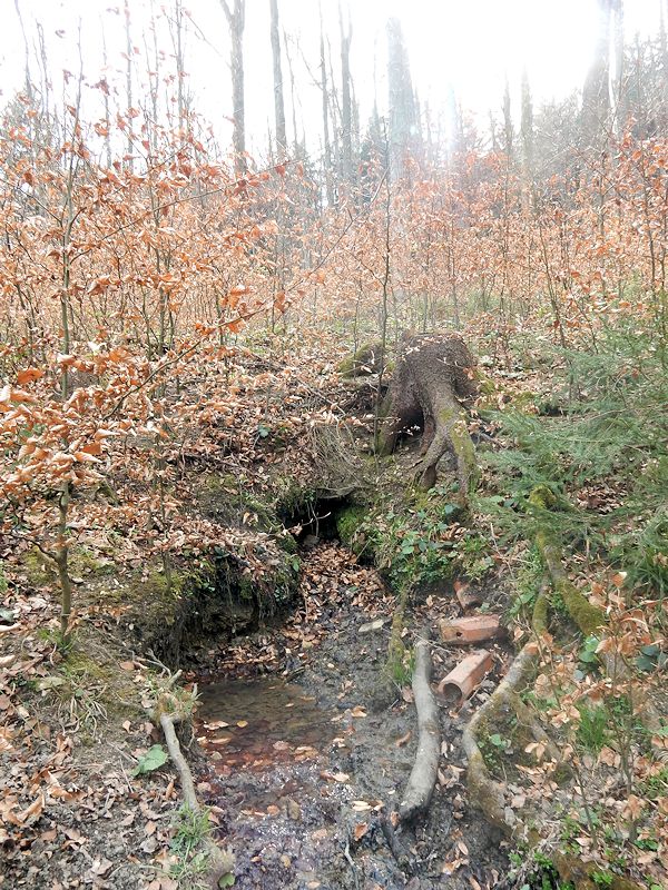 studánka V Loučském lese (9723)