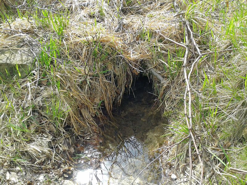 studánka bez jména (9745)