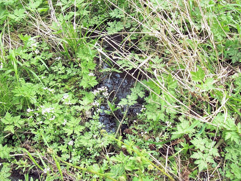 prameniště Na palouku (9781)
