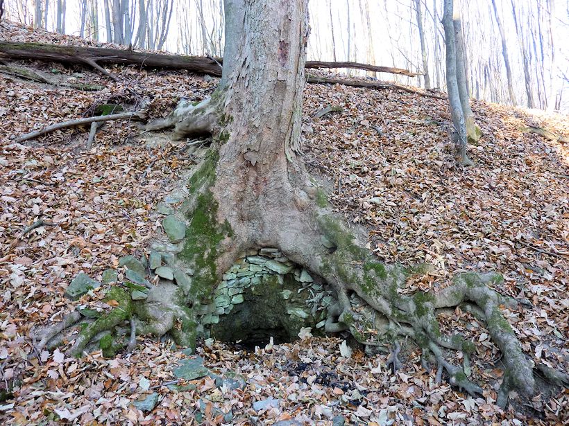 studánka Pod  velkým stromem (9862)