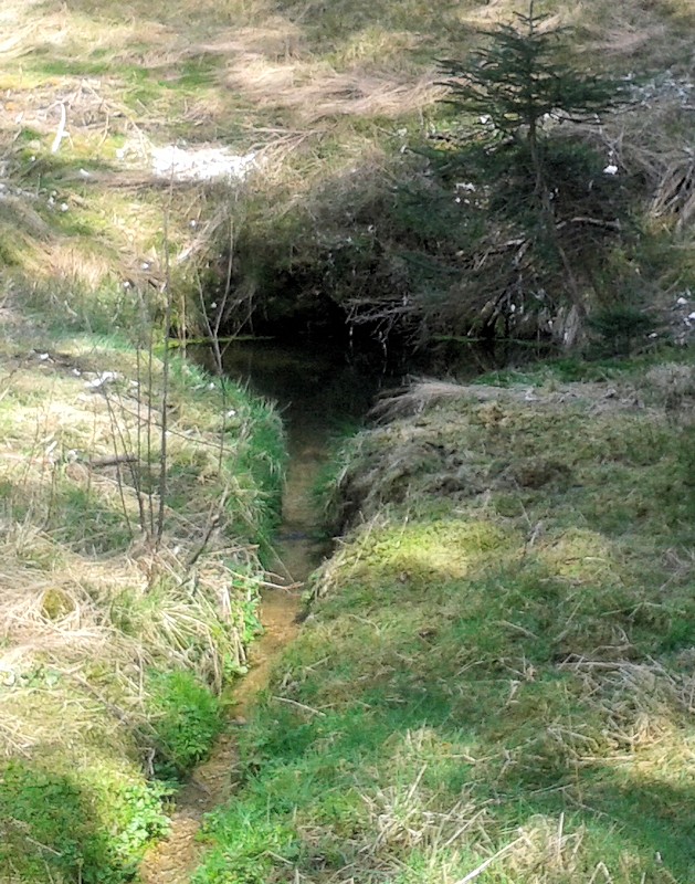 studánka bez jména (9907)