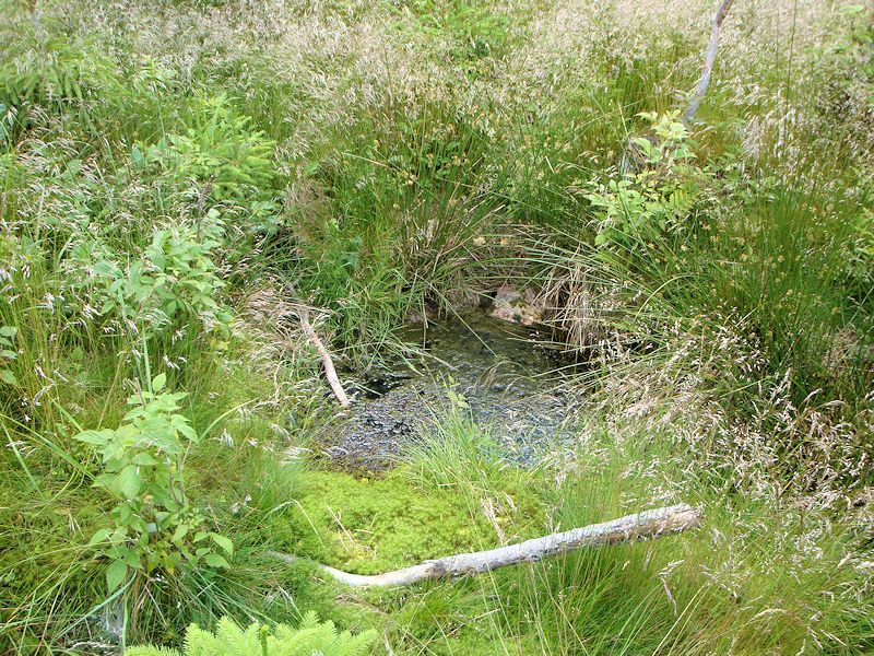 pramen Stříbrná studánka (9961)