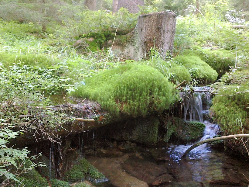 Novolosinská studánka (9996)