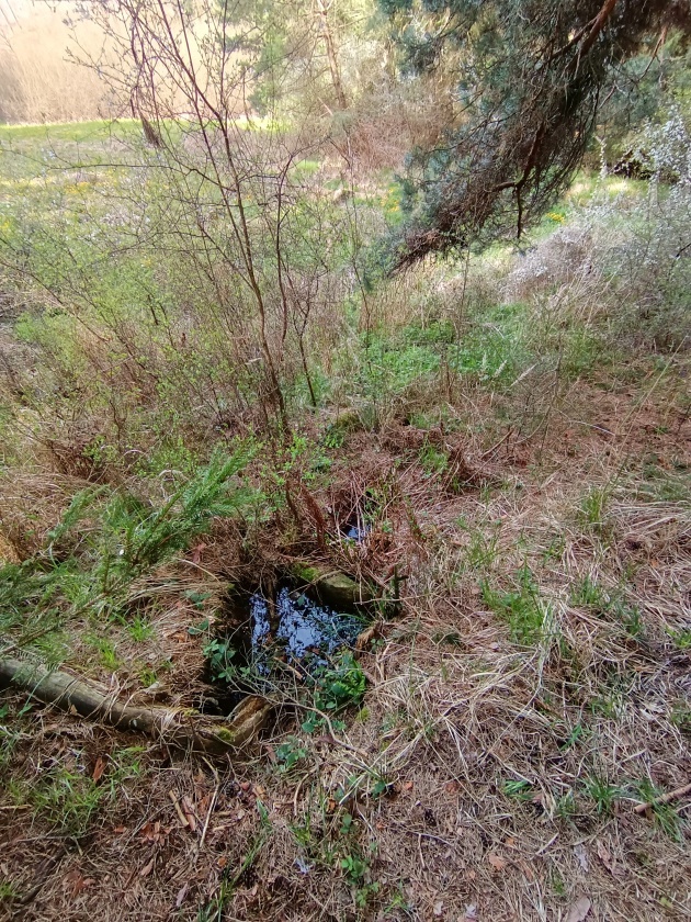 studánka Mohelnická (10526)