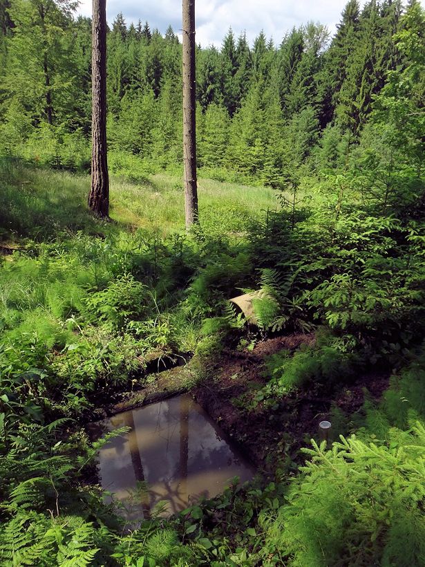 studánka Lesní (10780)