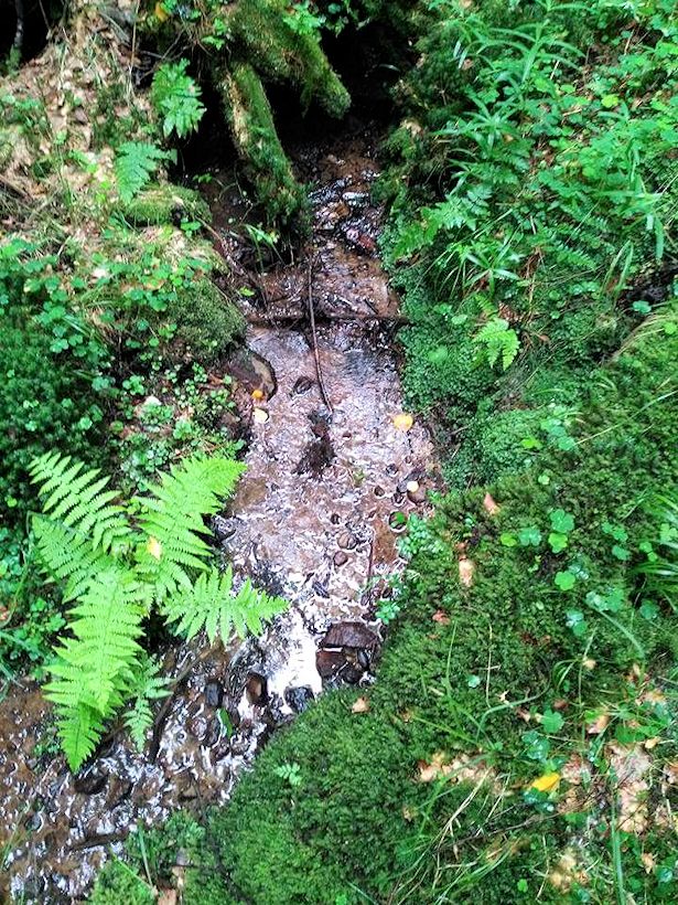 studánka Hřenská Kamenice (10967)