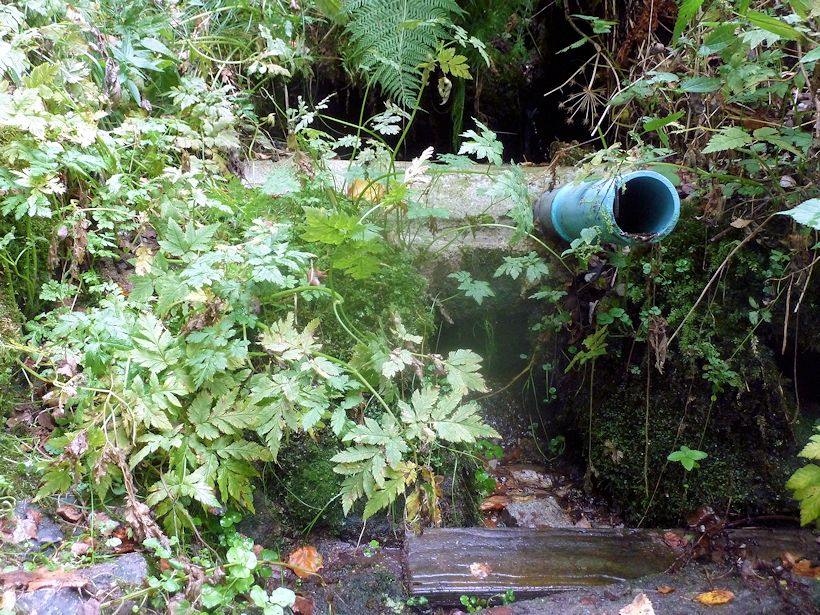 studánka bez jména (11017)