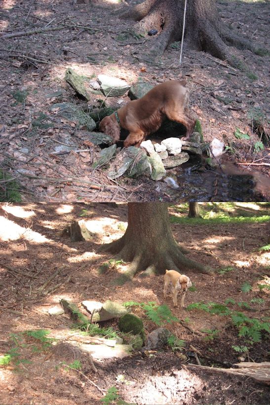 studánka Pod Vestcem (11034)