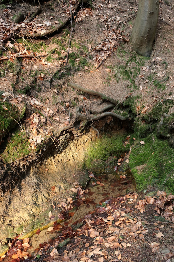 studánka U Zabitého (11054)